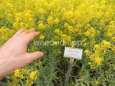 woad, dyer's